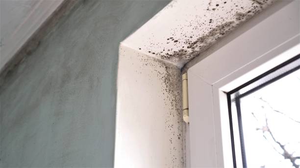 Best Environmental Consulting for Mold Prevention  in Ossian, IN