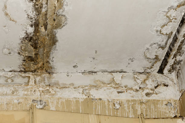 Best Commercial Mold Inspection  in Ossian, IN