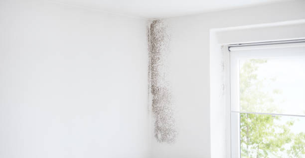 Best Forensic Mold Investigation  in Ossian, IN