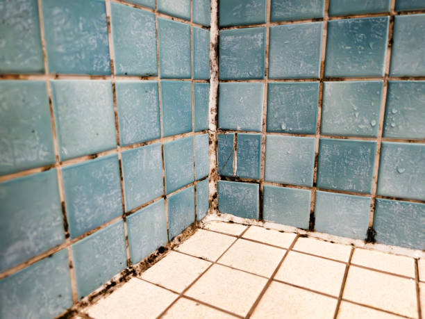 Best Airborne Mold Testing  in Ossian, IN