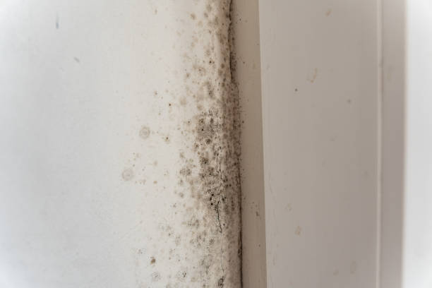Best HVAC Mold Inspection and Cleaning  in Ossian, IN