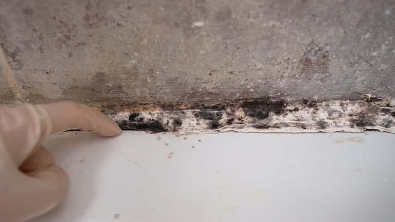 Best Black Mold Removal  in Ossian, IN